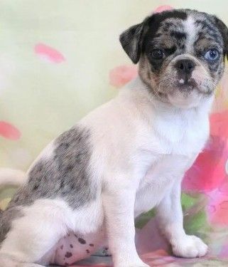 Blue Merle Panda Pug Kiwi