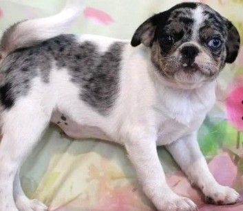 Blue Merle Panda Pug Kiwi
