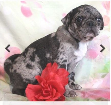Baby Mousse Black Merle with White Pug