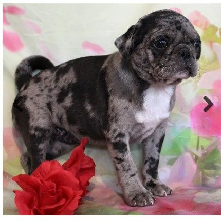 Baby Mousse Black Merle with White Pug