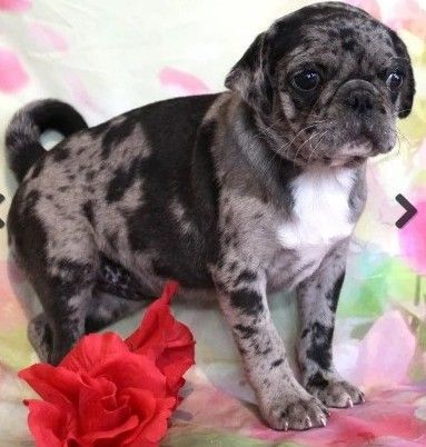 Baby Mousse Black Merle with White Pug