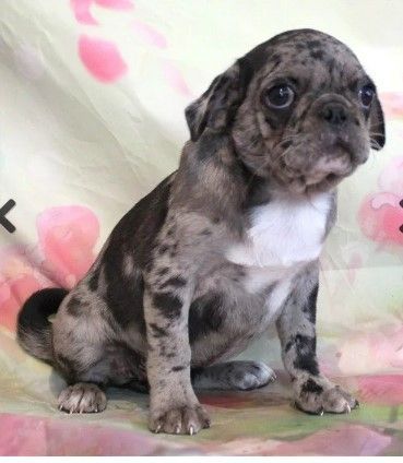 Baby Mousse Black Merle with White Pug