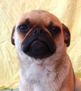 Pumpkin Apricot Pug Female