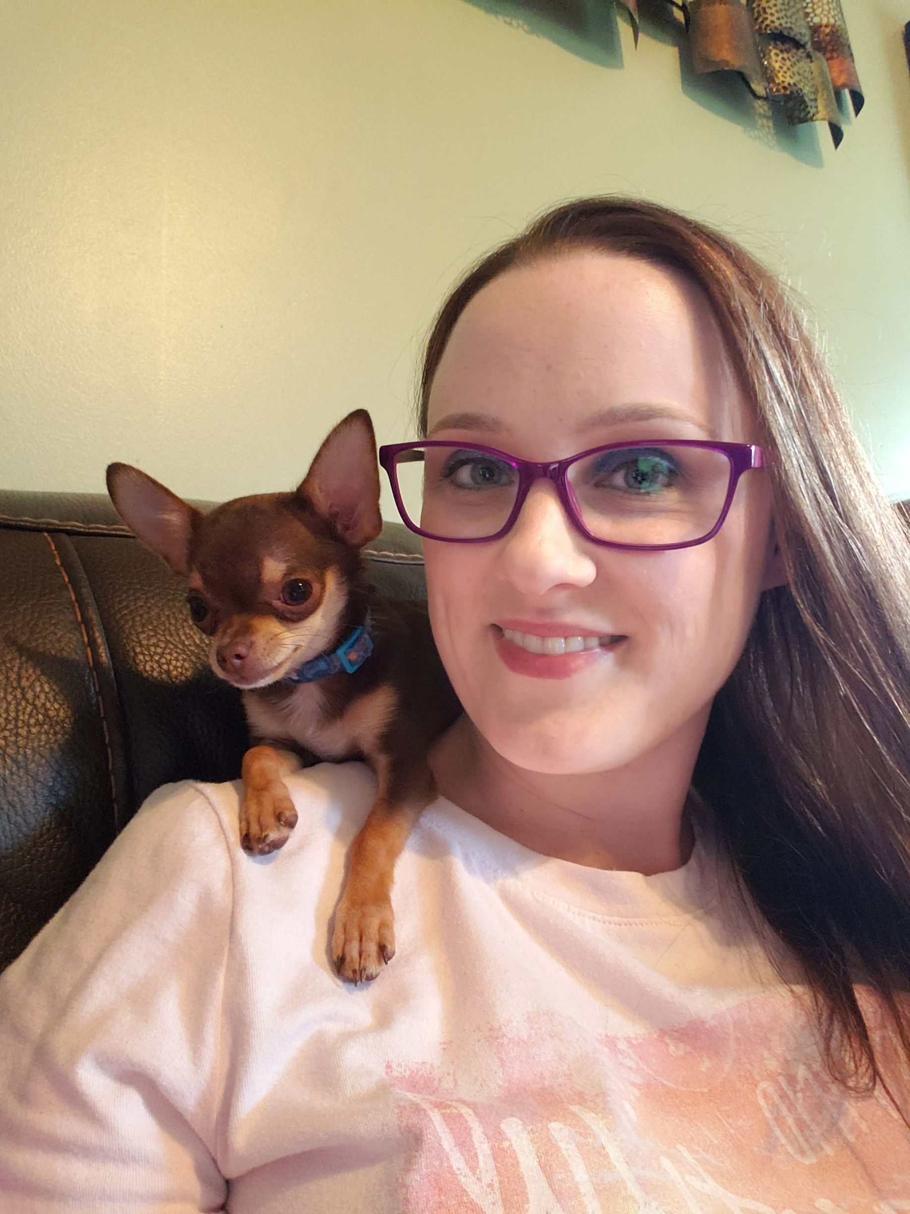 Chihuahua Applehead from JNJPugsNPaps Family