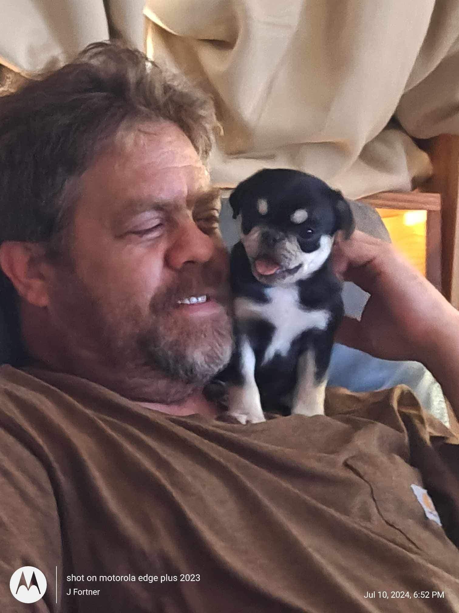 Baby Gouda Dobie Marked Pug