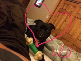 Happy Past pups from JNJPugsNPaps 