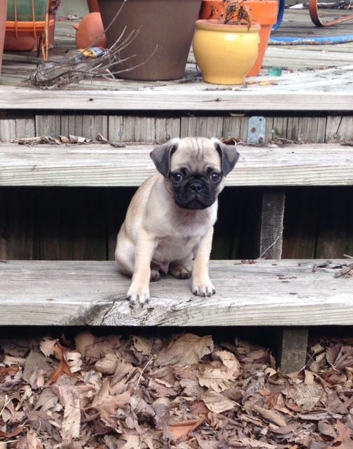 Fawn Pug Pup from JNJPugsNPaps 