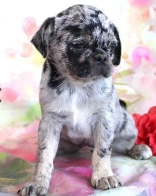 Blue Merle Pug  from JnJPugsNPaps in KS