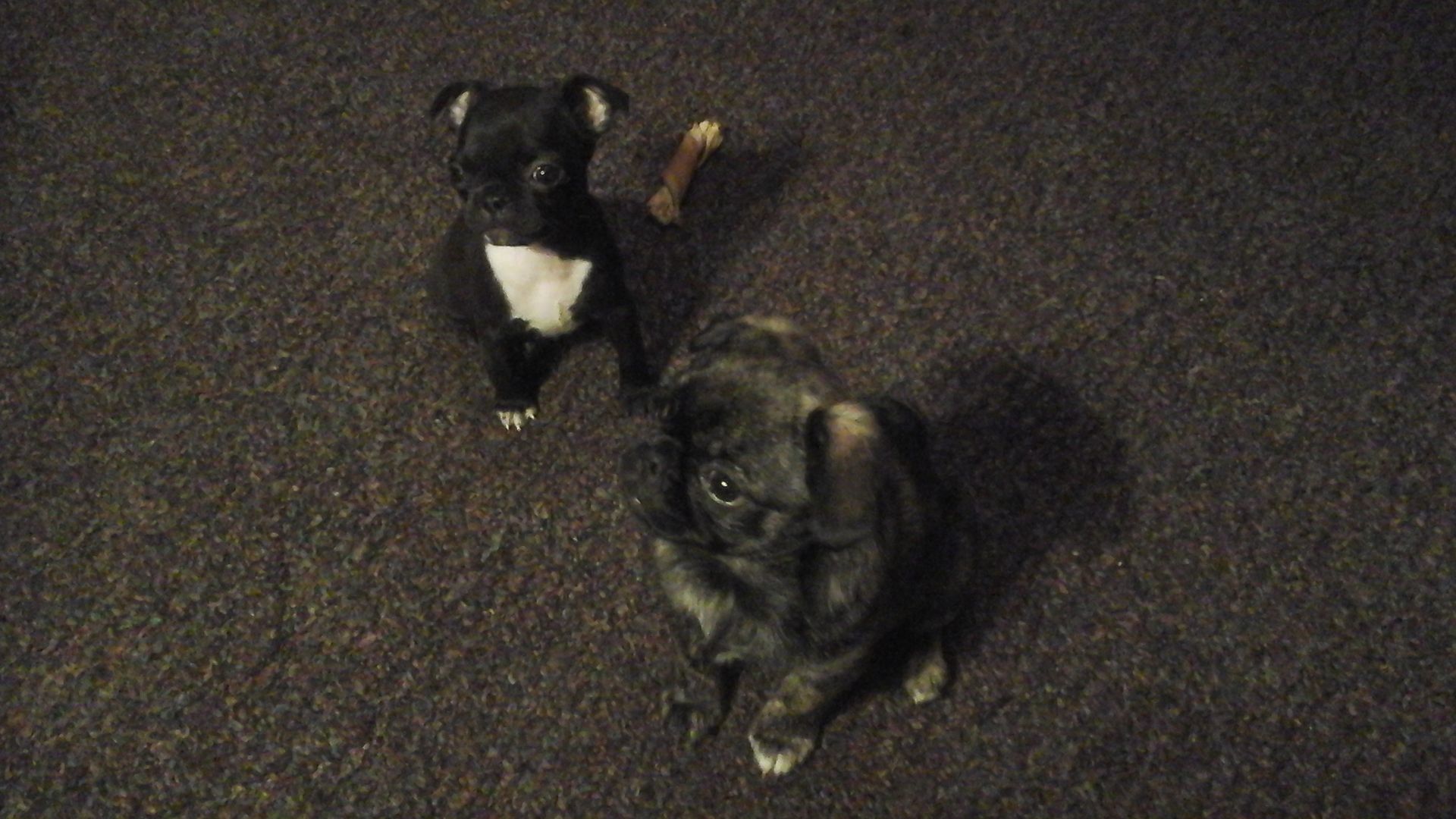 Two of our Bugg pups from JNJPugsNPaps 