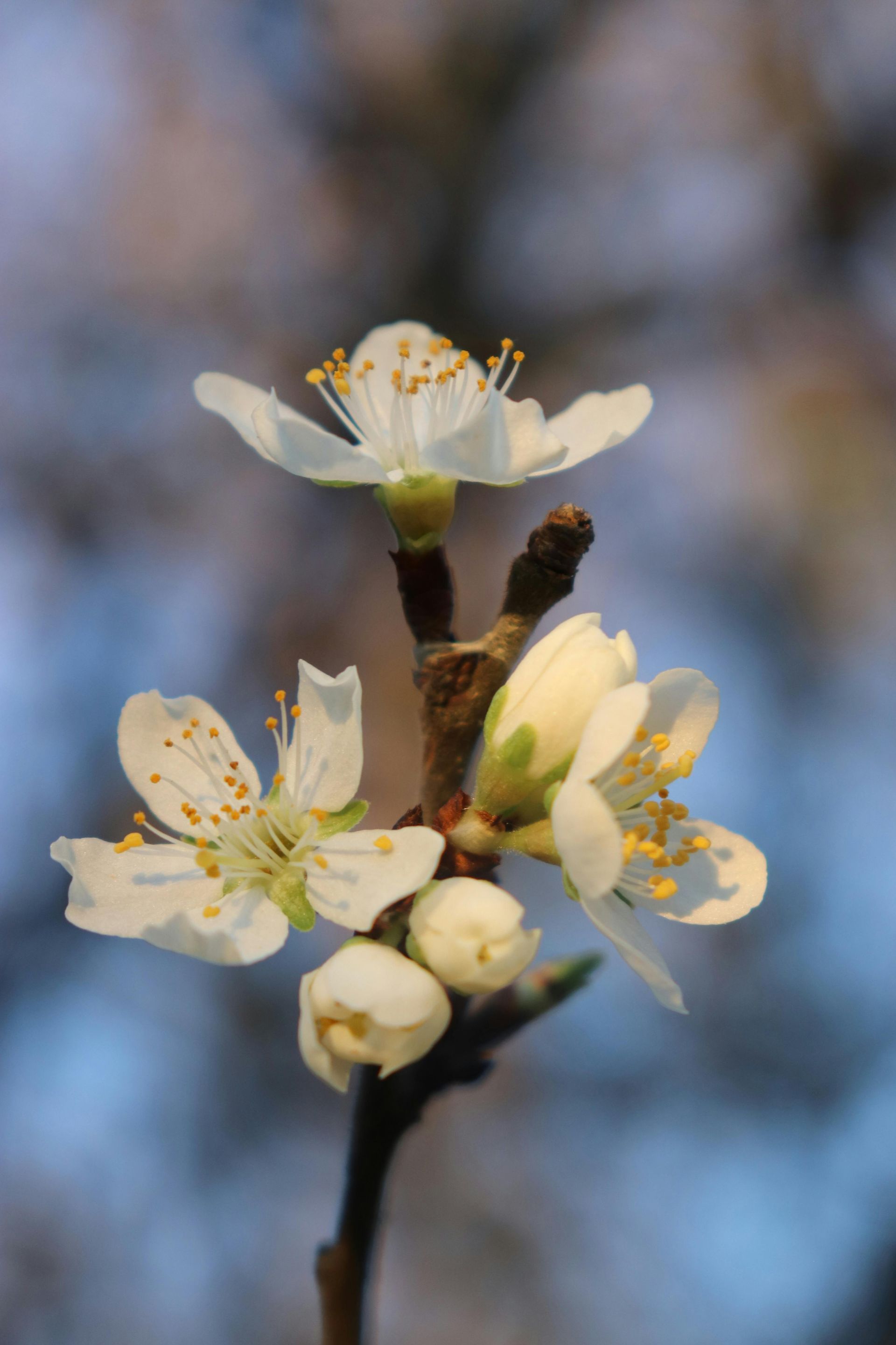 White blossoms on a branch against a blurred blue and brown background