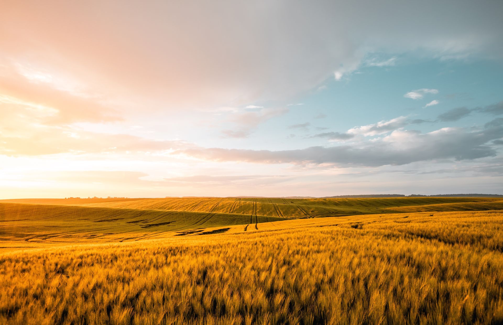 Golden grassland under a bright sunrise with a blue sky and scattered clouds