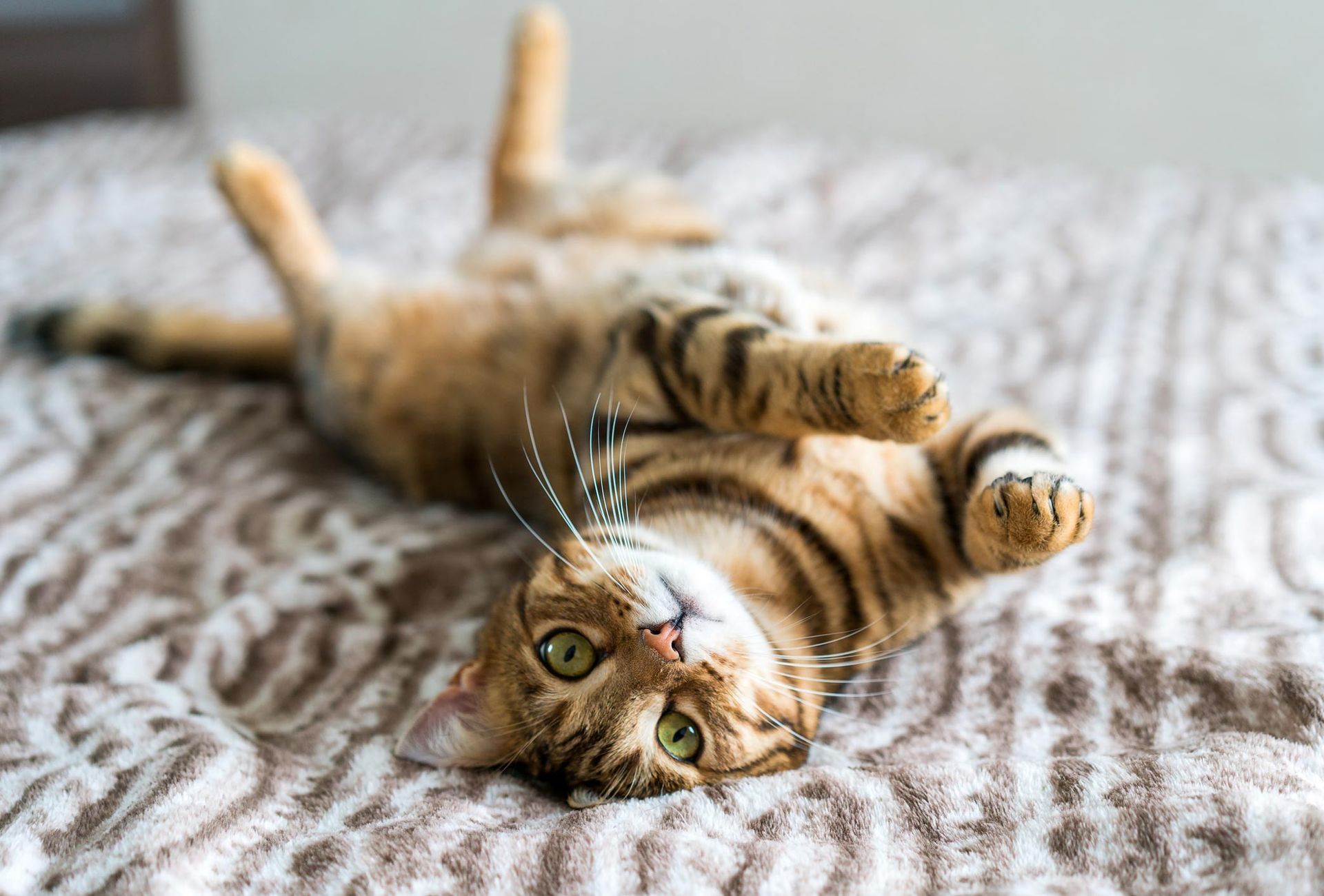 A cat is laying on its back on a bed.