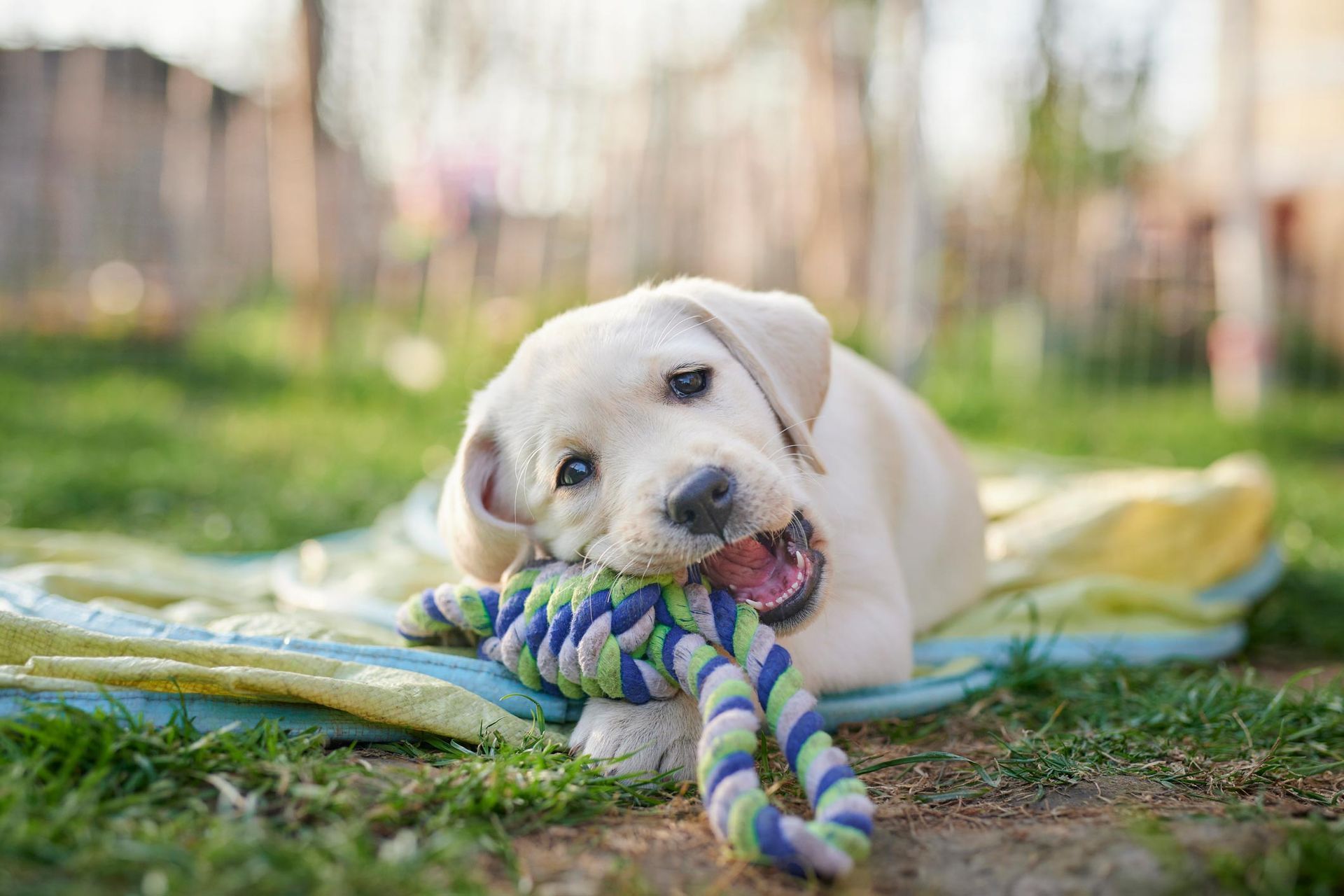 A puppy is chewing on a rope toy while laying on a blanket.