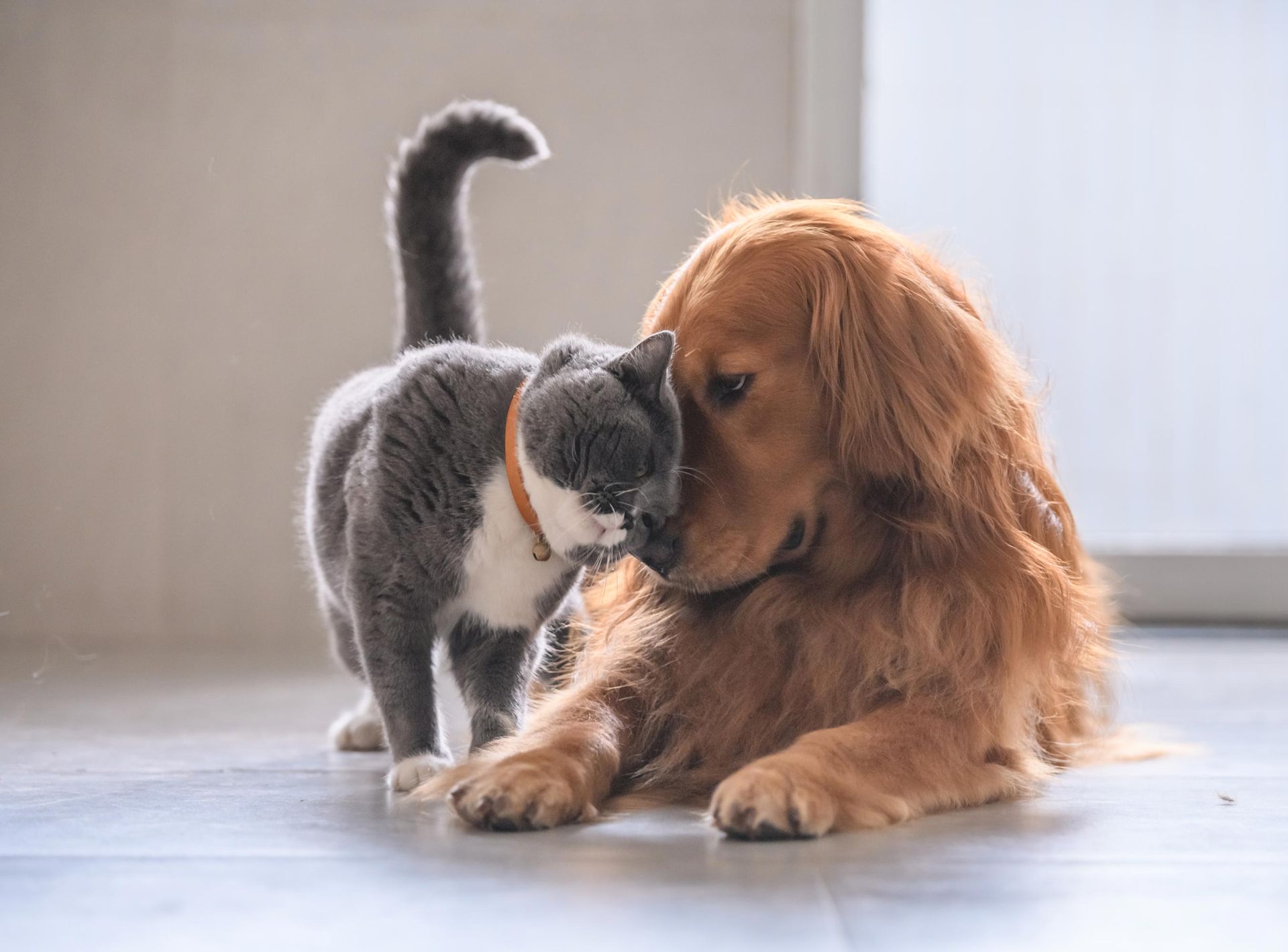 A dog and a cat are playing together on the floor.