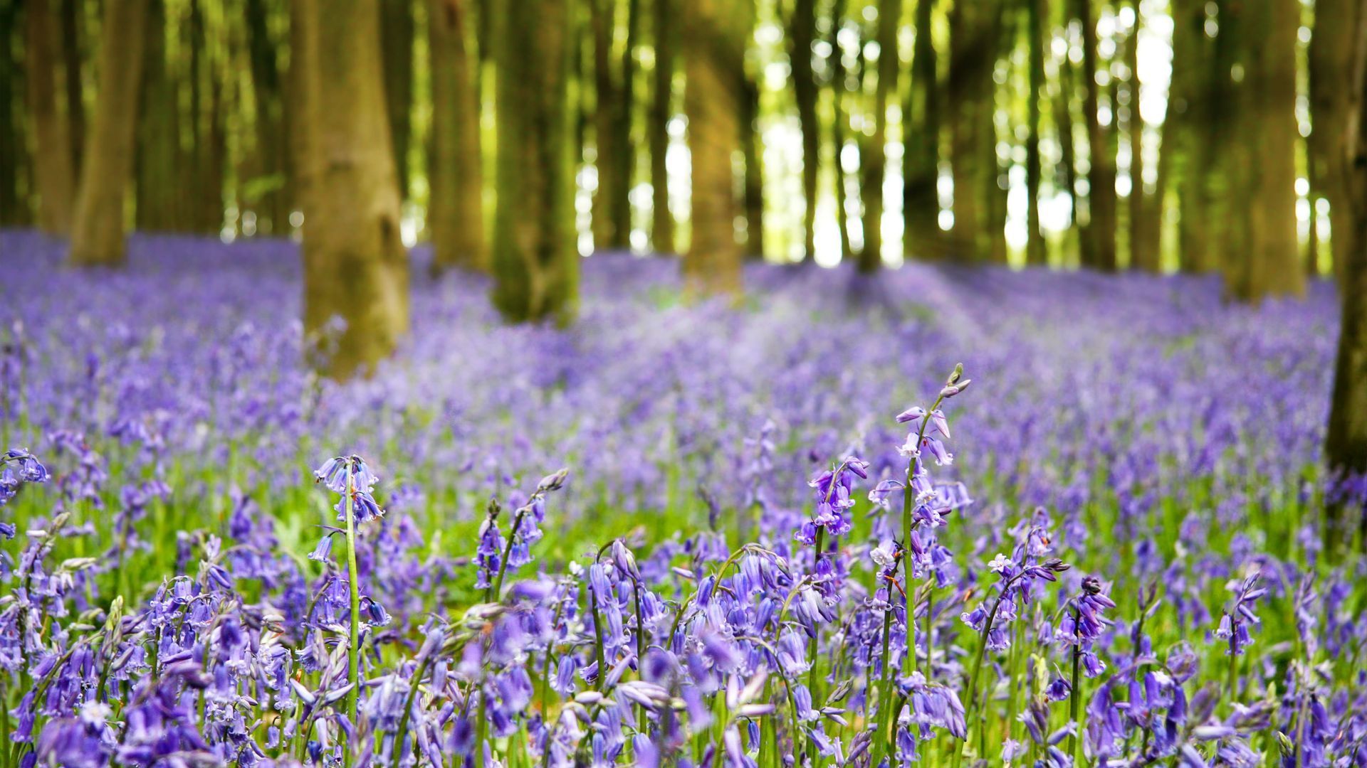 british woodlands