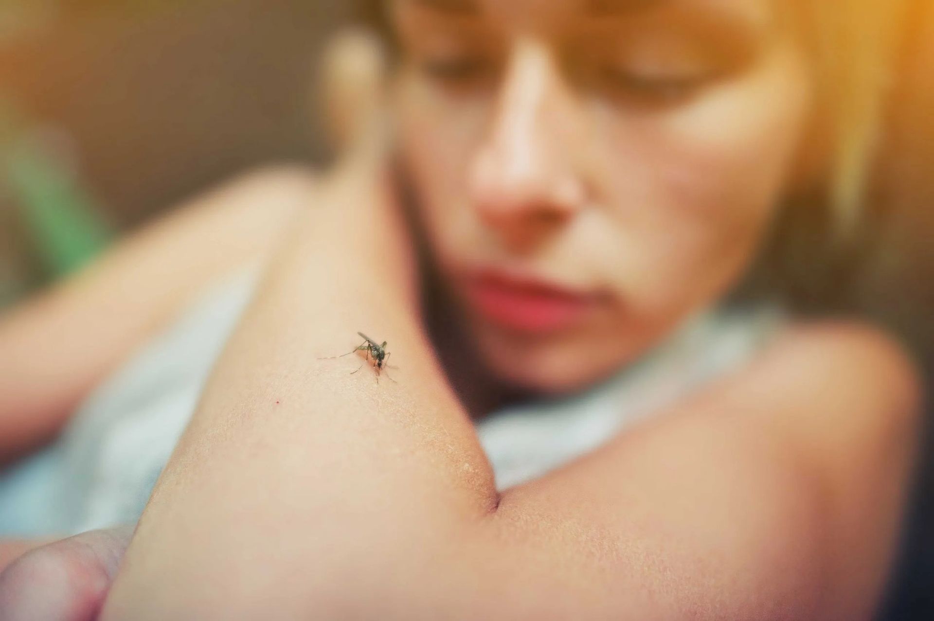 Aedes aegypti, responsável pela transmissão da dengue clássica. Mulher com um mosquito picando o braço.