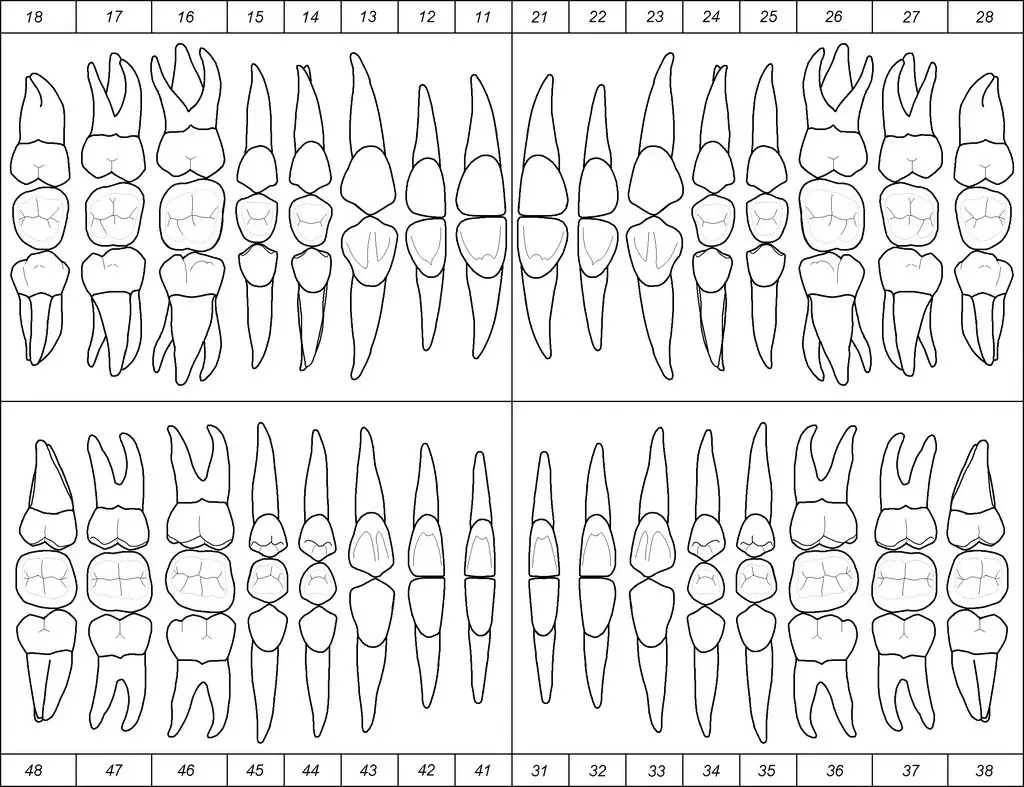 Diagrama odontológico mostrando dentes permanentes e decíduos. Mapa odontológico mostrando a posição dos dentes, com números correspondentes a cada dente.