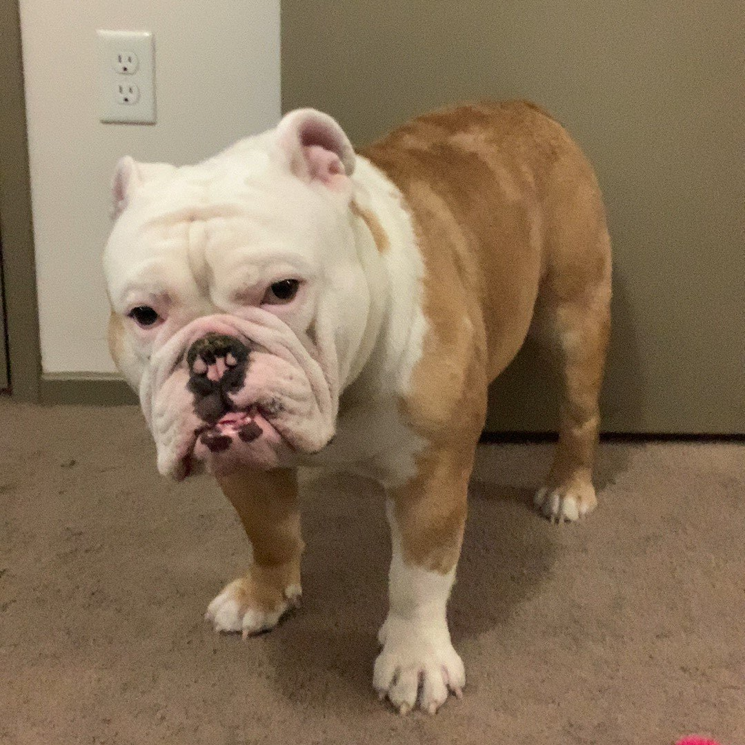 Picture of our english bulldog shop dog Morris