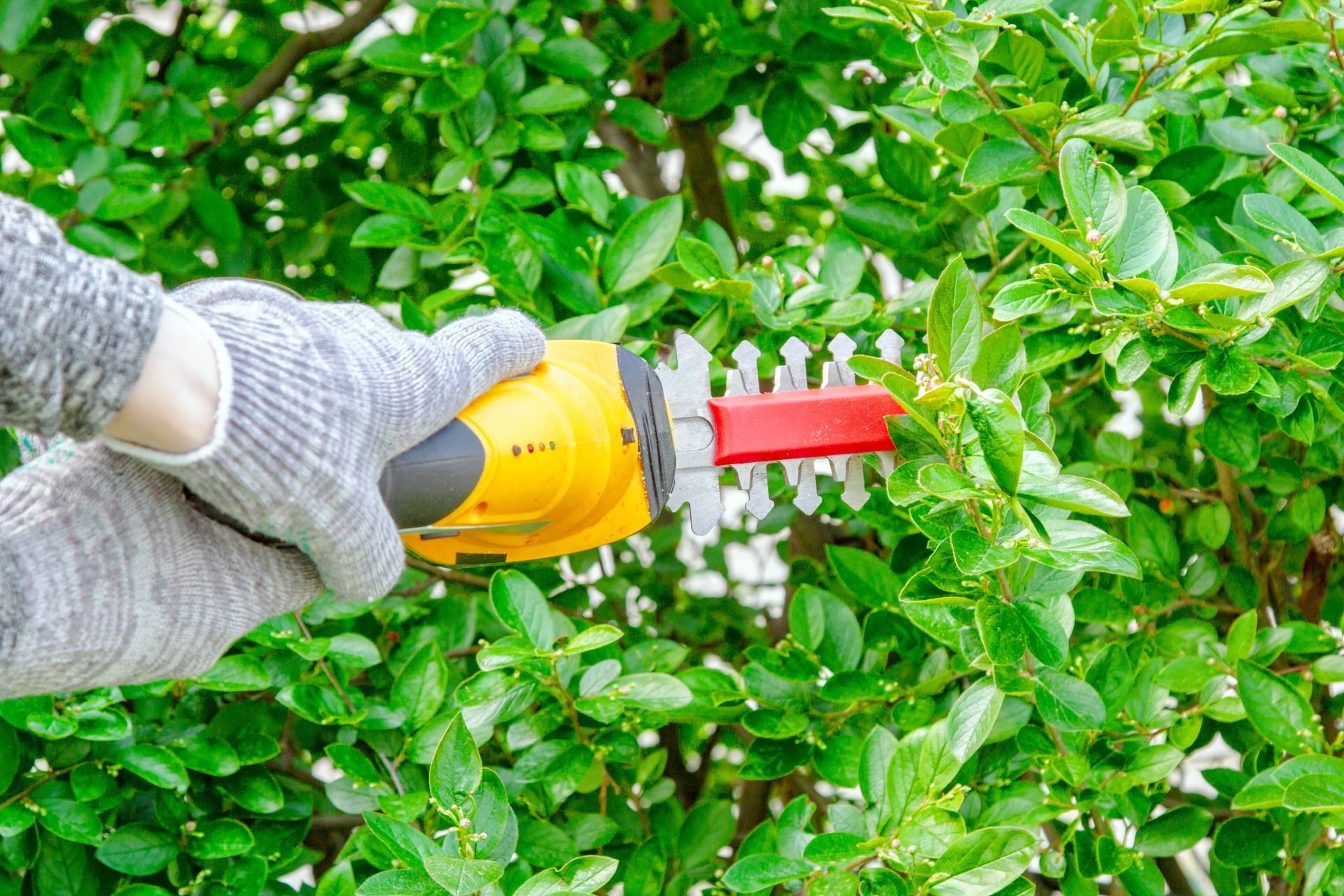Gloved hands using a yellow hedge trimmer to cut green bushes in a garden