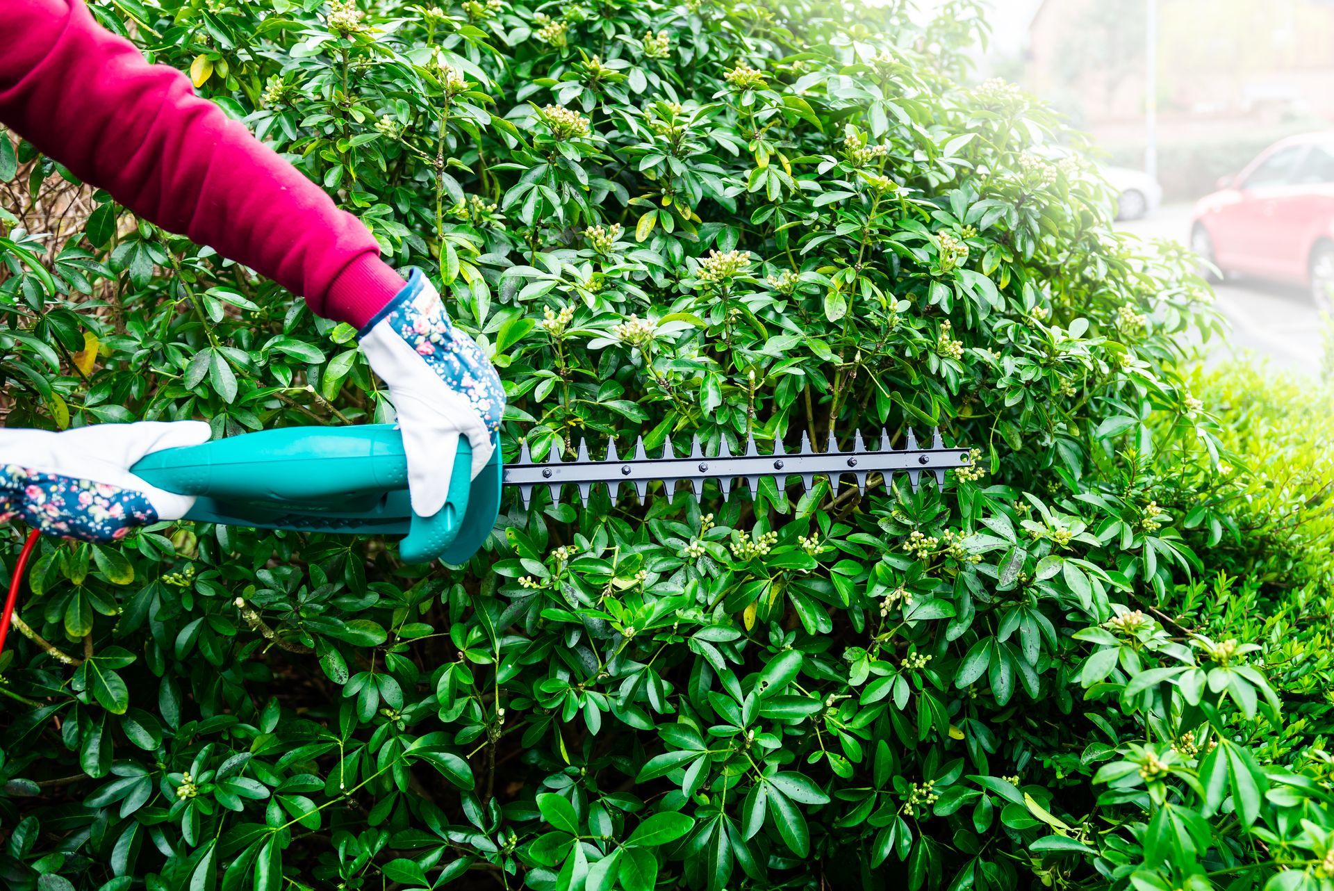 Person trimming a green hedge with electric hedge trimmers outdoors