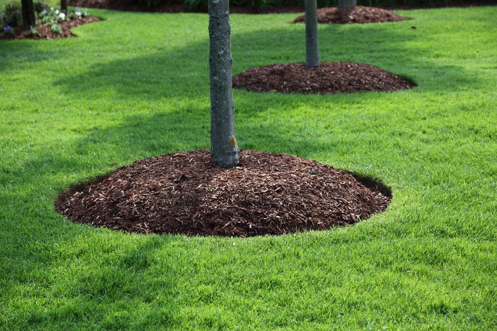 Plant Health Care — Southbury, CT — Bob's Tree Service