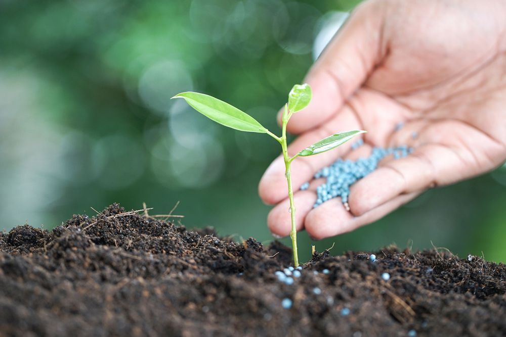 Putting Fertilizer On Small Plant — Southbury, CT — Bob's Tree Service