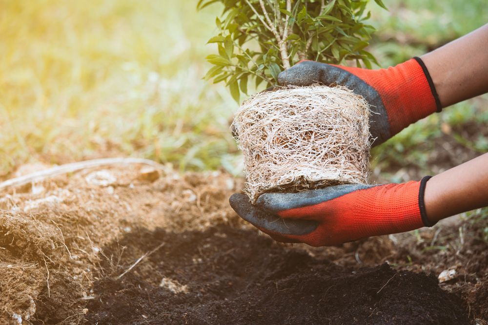Transferring Plant — Southbury, CT — Bob's Tree Service