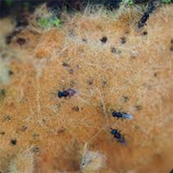 Parasitic Wasps — Southbury, CT — Bob's Tree Service