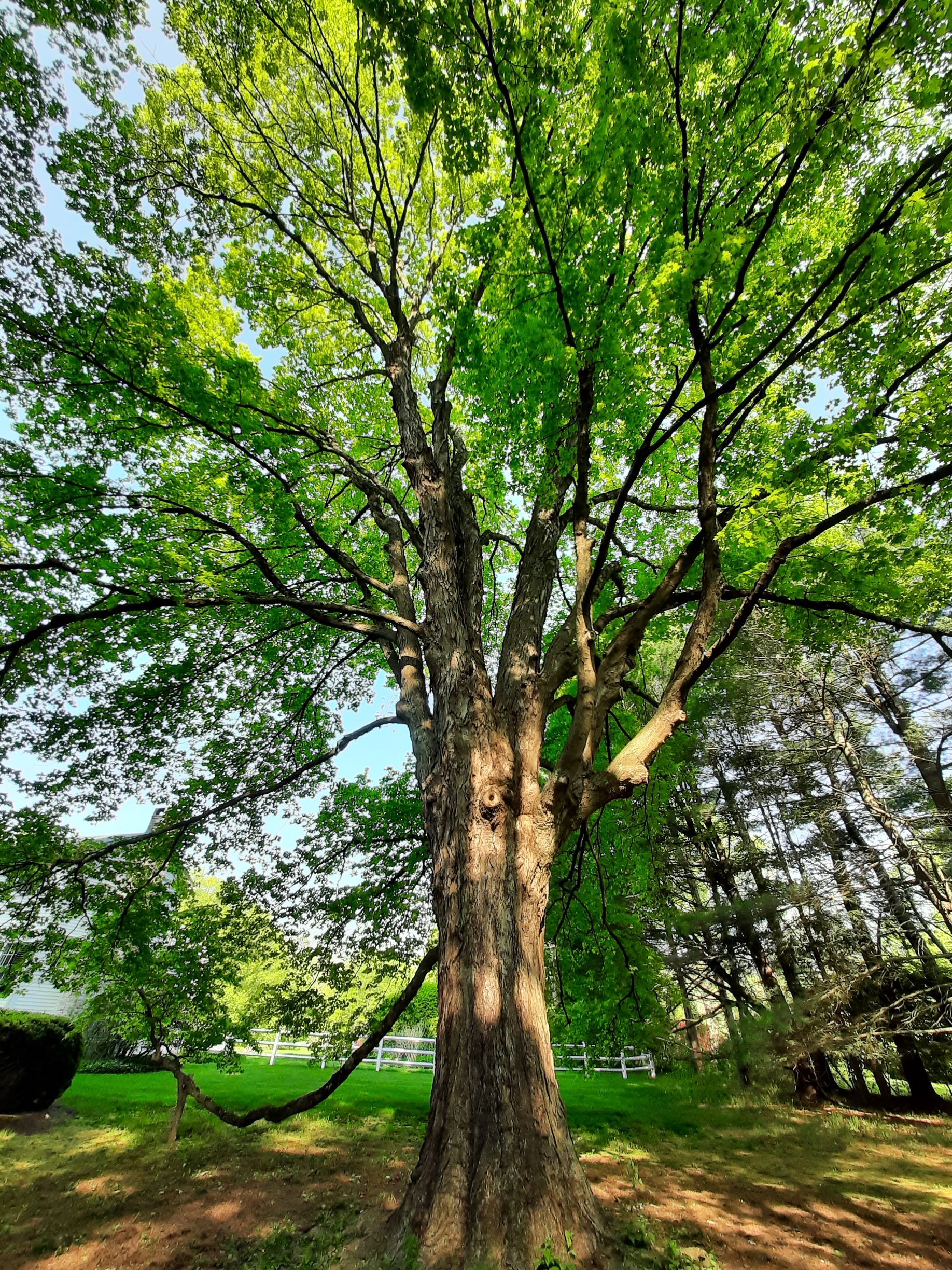 Beautiful Big Tree — Southbury, CT — Bob's Tree Service