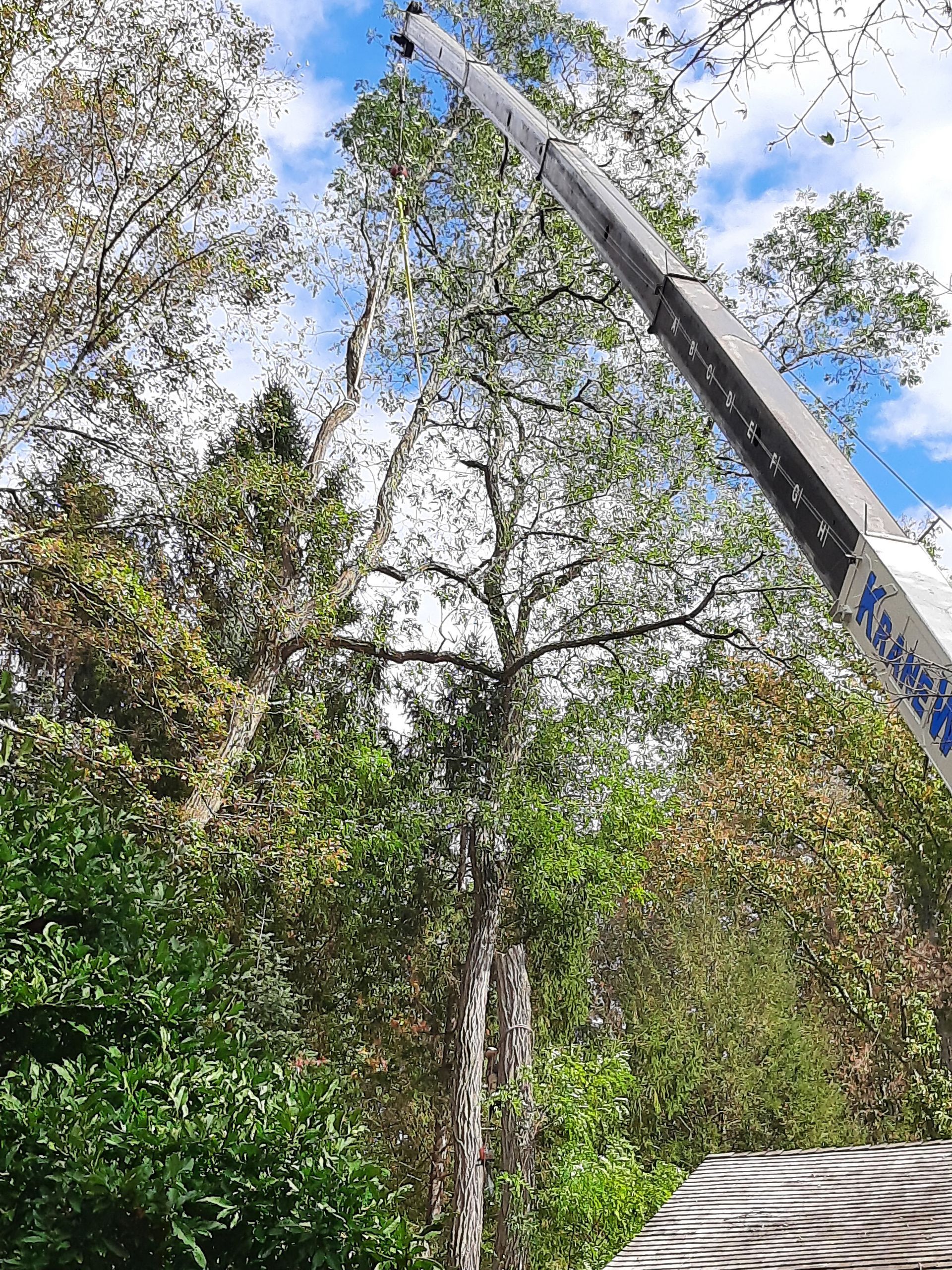 Tree Removal — Southbury, CT — Bob's Tree Service