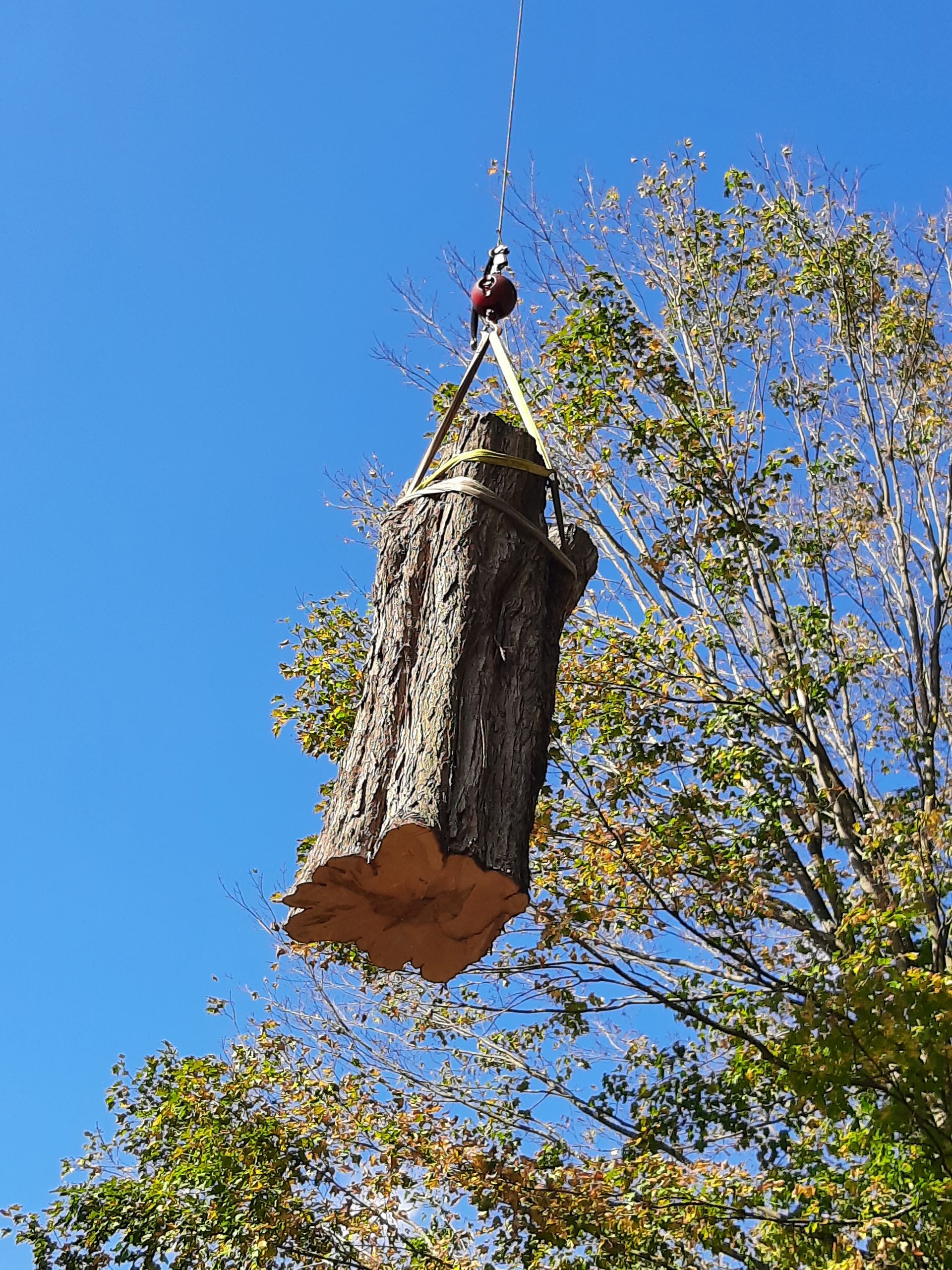 Cutting Down A Tree — Southbury, CT — Bob's Tree Service