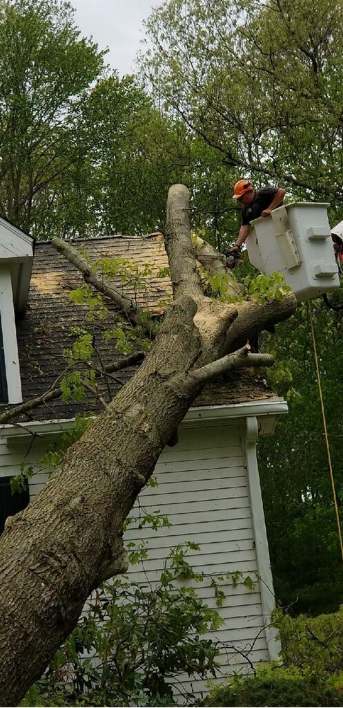 Cutting Tree — Southbury, CT — Bob's Tree Service
