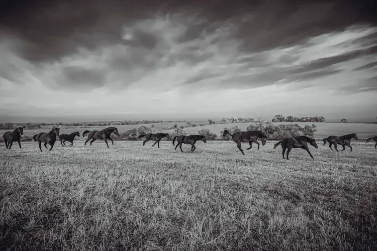 Horses galloping across a grassy field under a cloudy, overcast sky. Black and white.