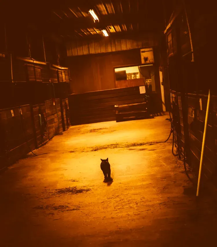 Black cat walks down a dimly lit barn aisle.