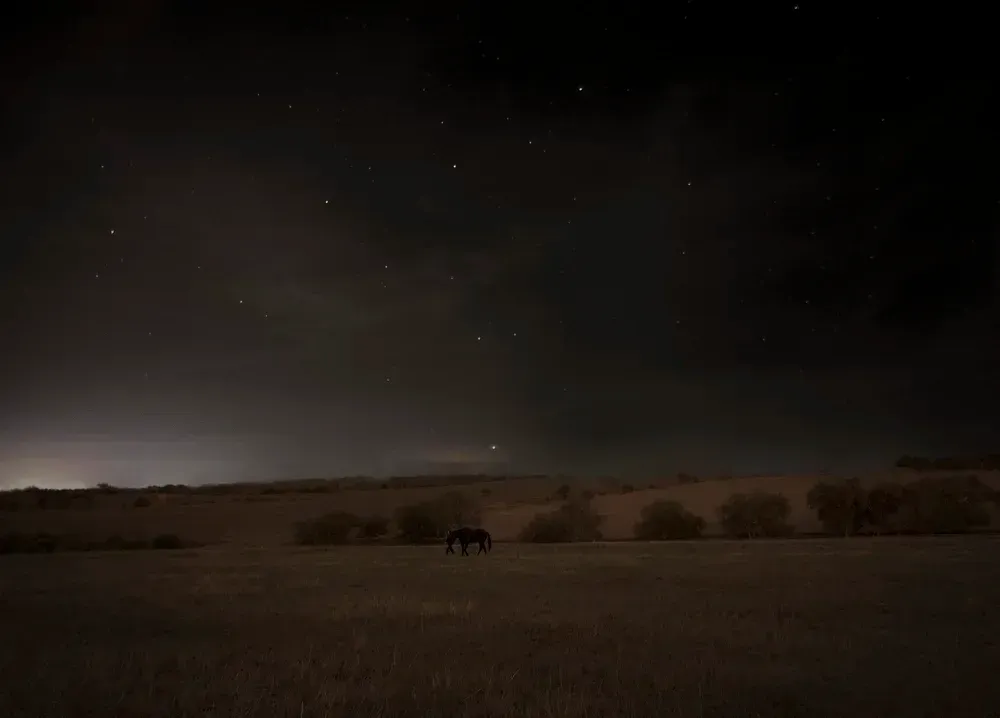 A lone horse grazes in a field under a dark, starry sky.
