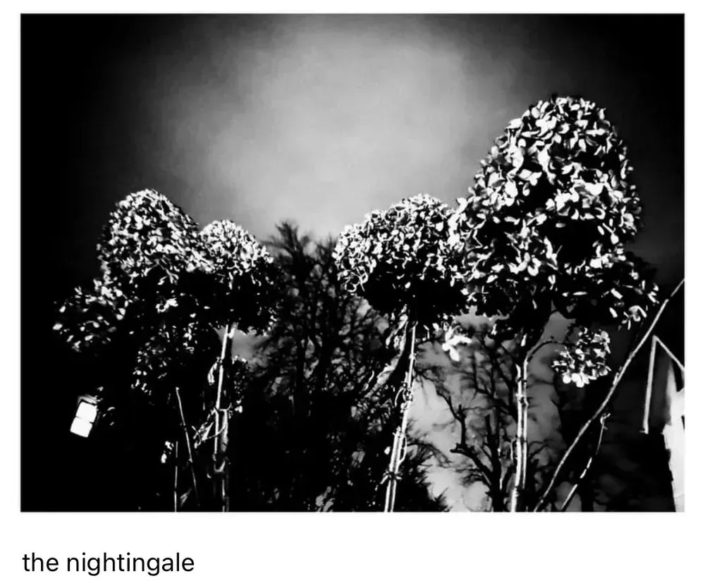 Black and white photograph of pruned trees with spherical tops against a dark sky. 