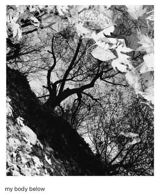 Black and white, upward view of a tree trunk and branches reaching into the sky, with leaves at the edges.