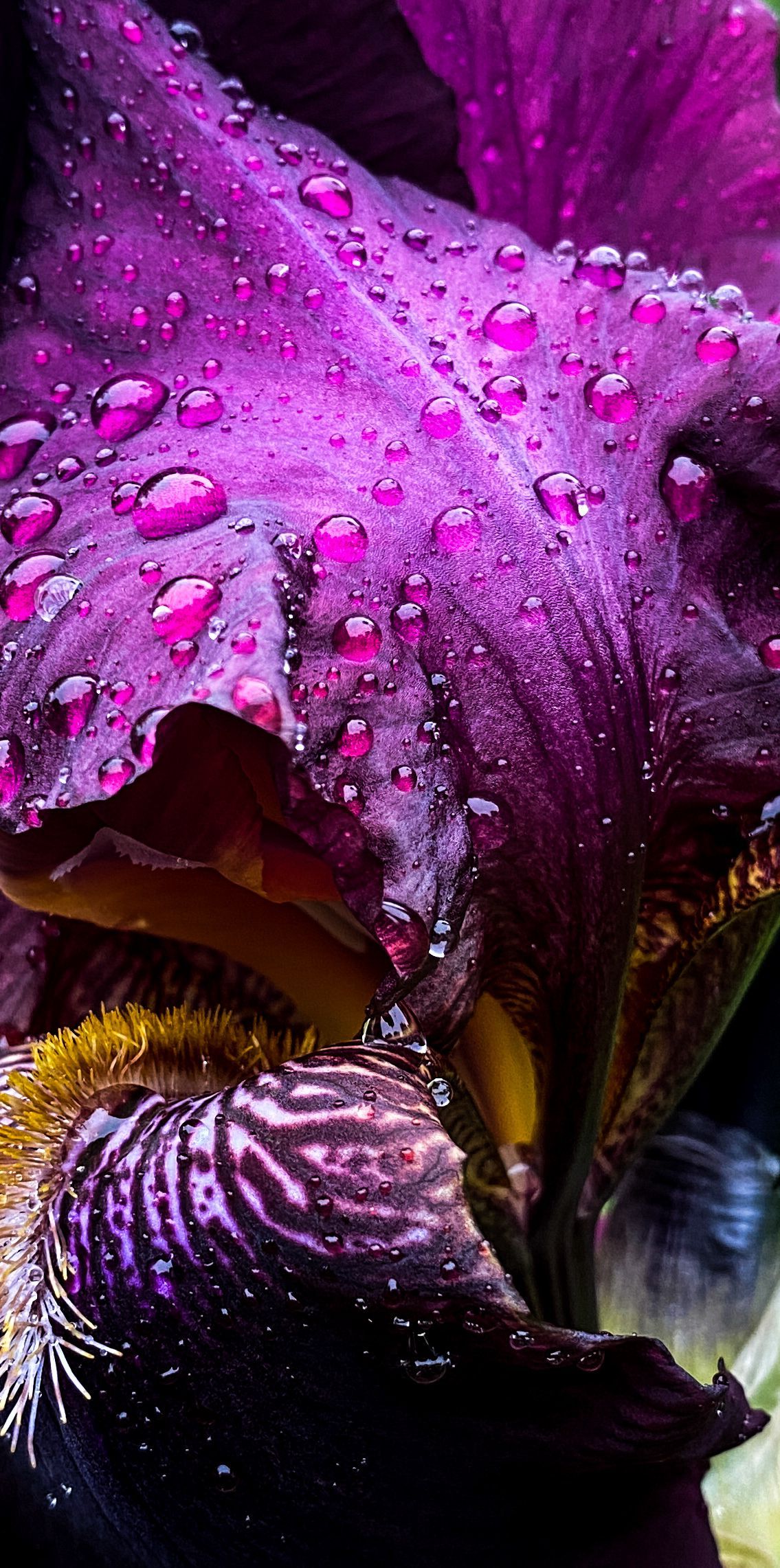 Close-up of a purple iris flower with water droplets.