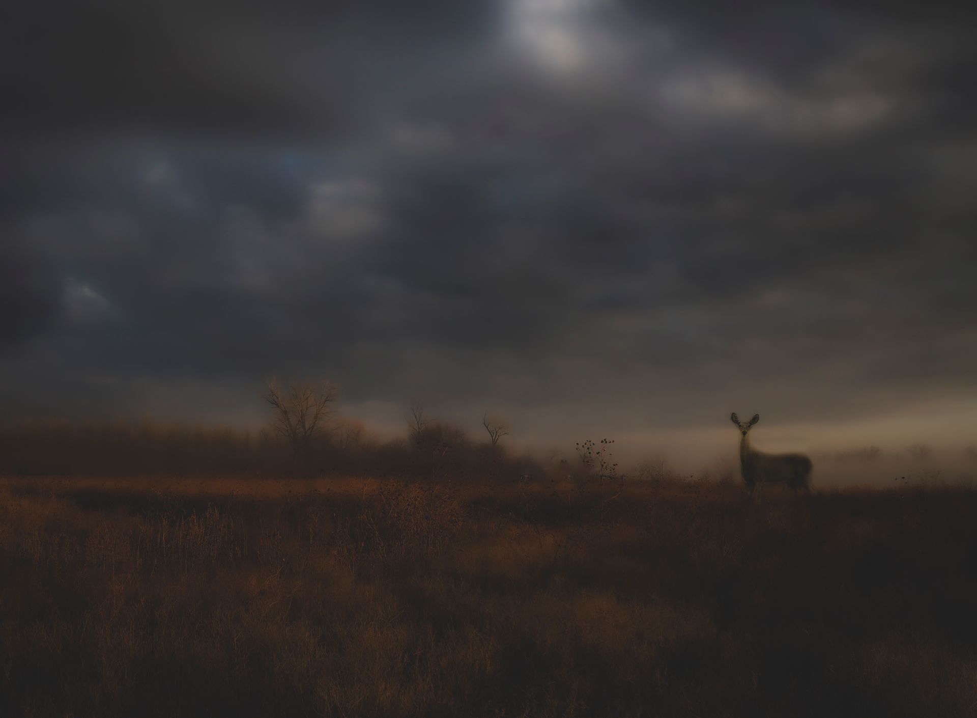 Deer in a field under a dark, cloudy sky.