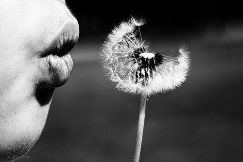 Person blowing on a dandelion clock, releasing seeds. Black and white photo.
