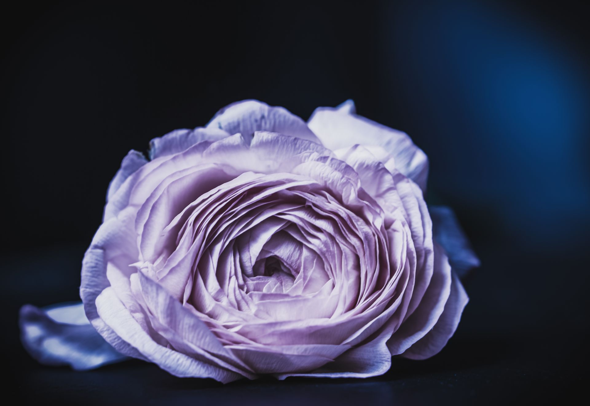Close-up of a lavender ranunculus flower against a dark blue background.
