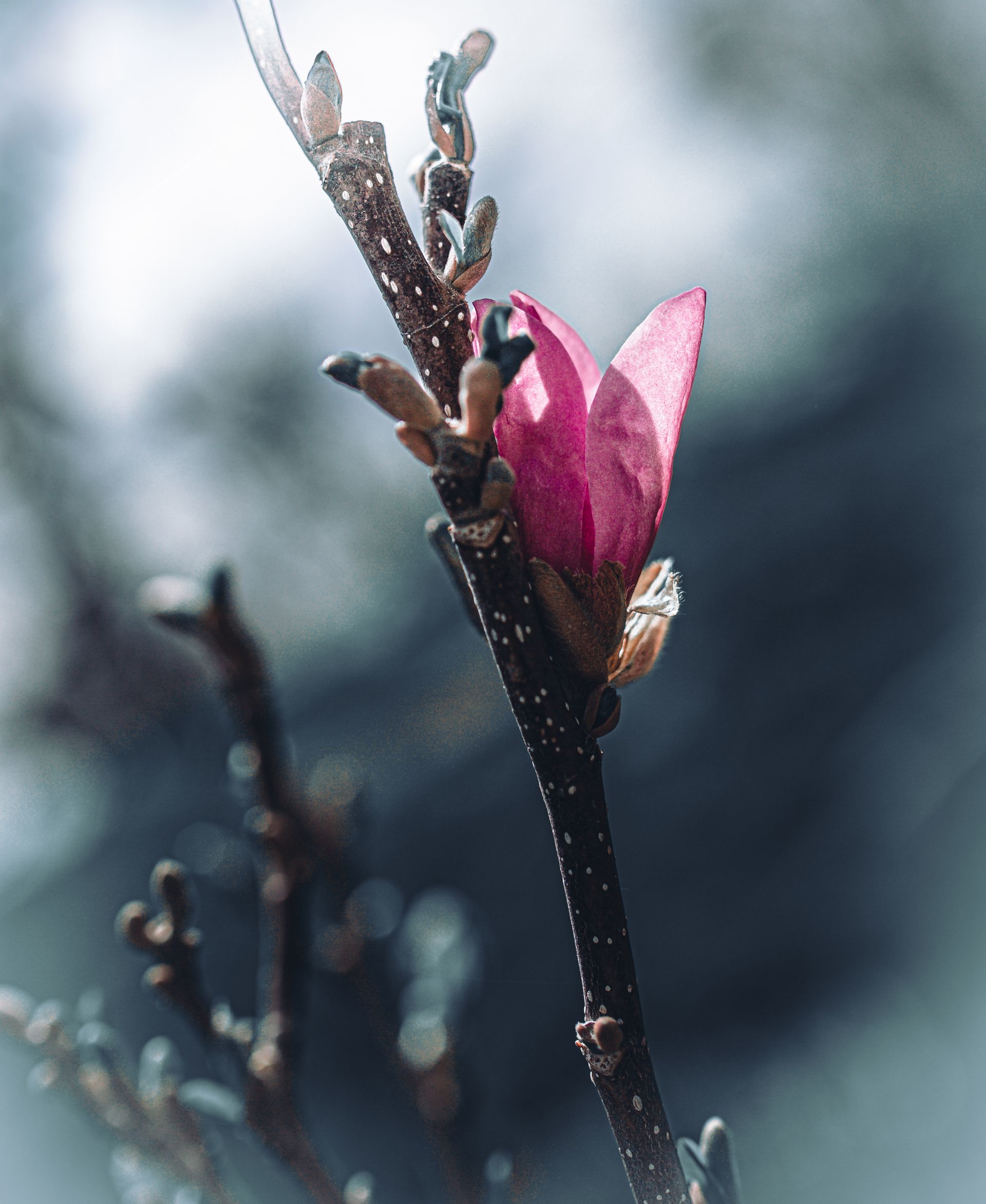 Pink magnolia flower bud on a branch, against a blurry background.