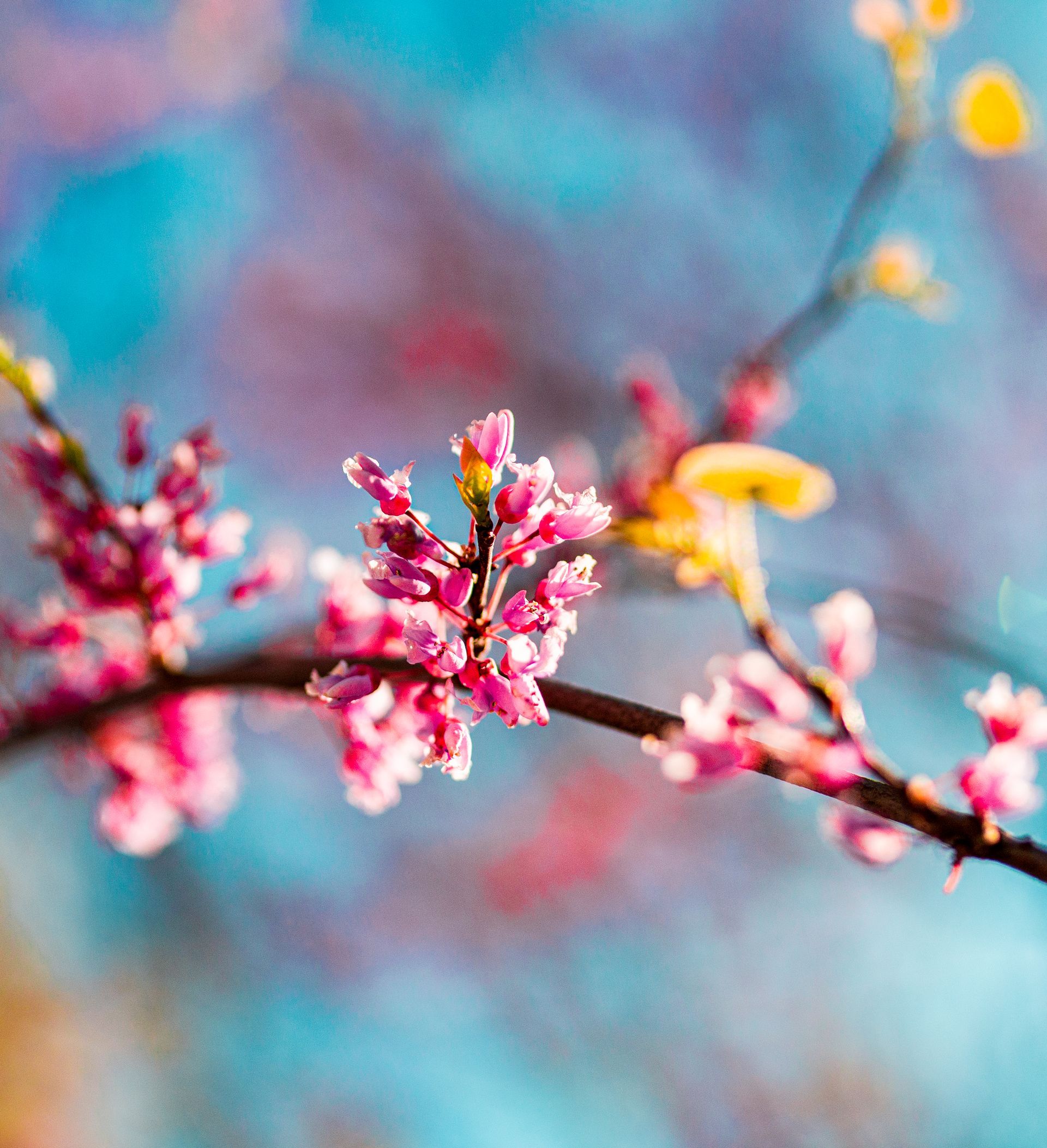 Pink blossoms on a branch against a blurred blue and pink background.