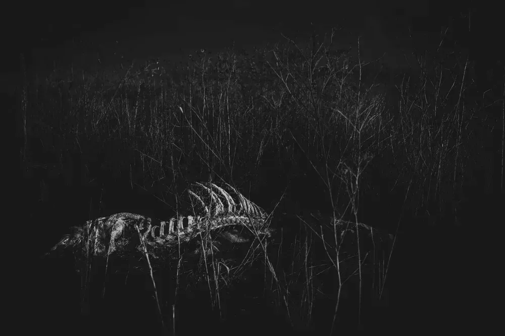 Black and white photo of a skeletal, possibly animal, structure surrounded by thin trees in a dark, shadowy setting.