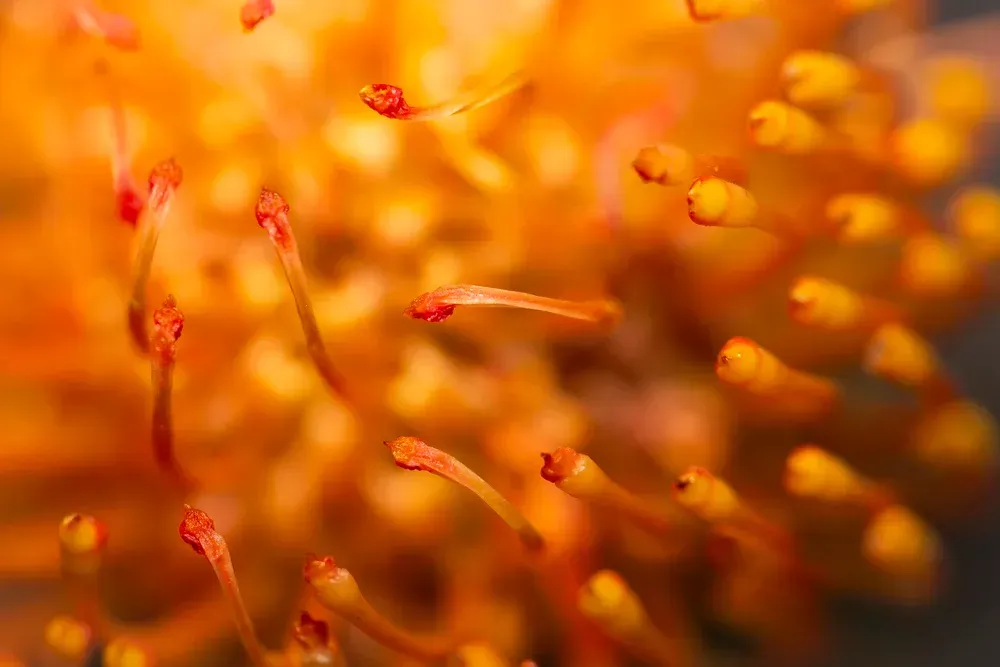 Close-up of an orange flower with many thin, thread-like parts, each tipped with a small red head.