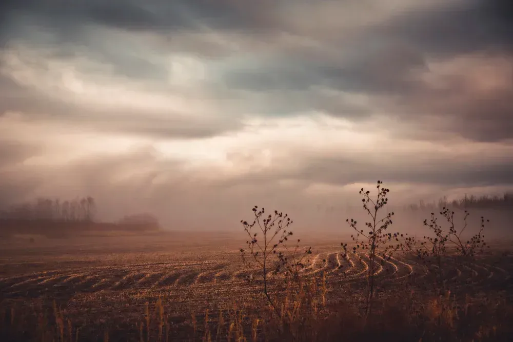 Overcast sky over a harvested field, with fog, bare plants in the foreground, and a line of trees in the distance.