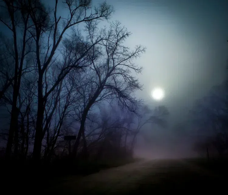 Bare trees silhouetted against a misty, moonlit path at night.