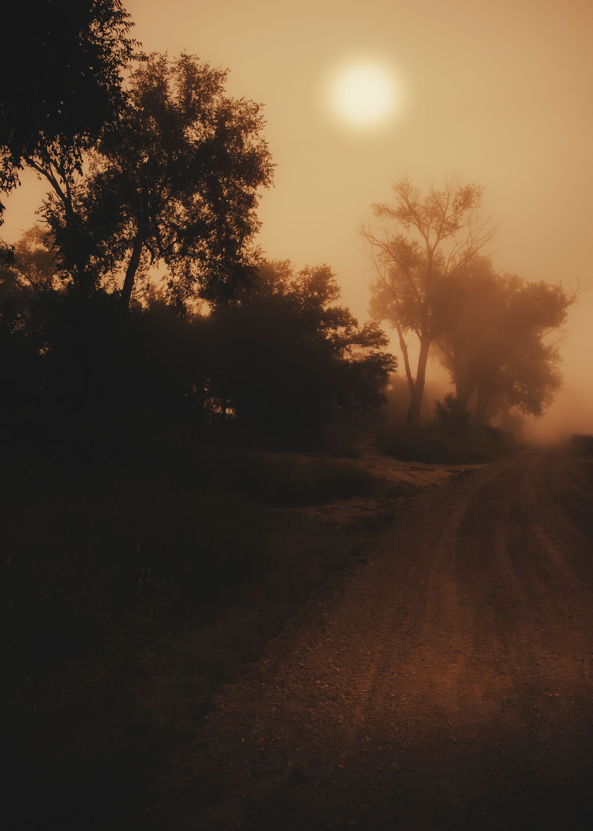 Dirt road through trees shrouded in fog, with a hazy sun in the sepia-toned sky.