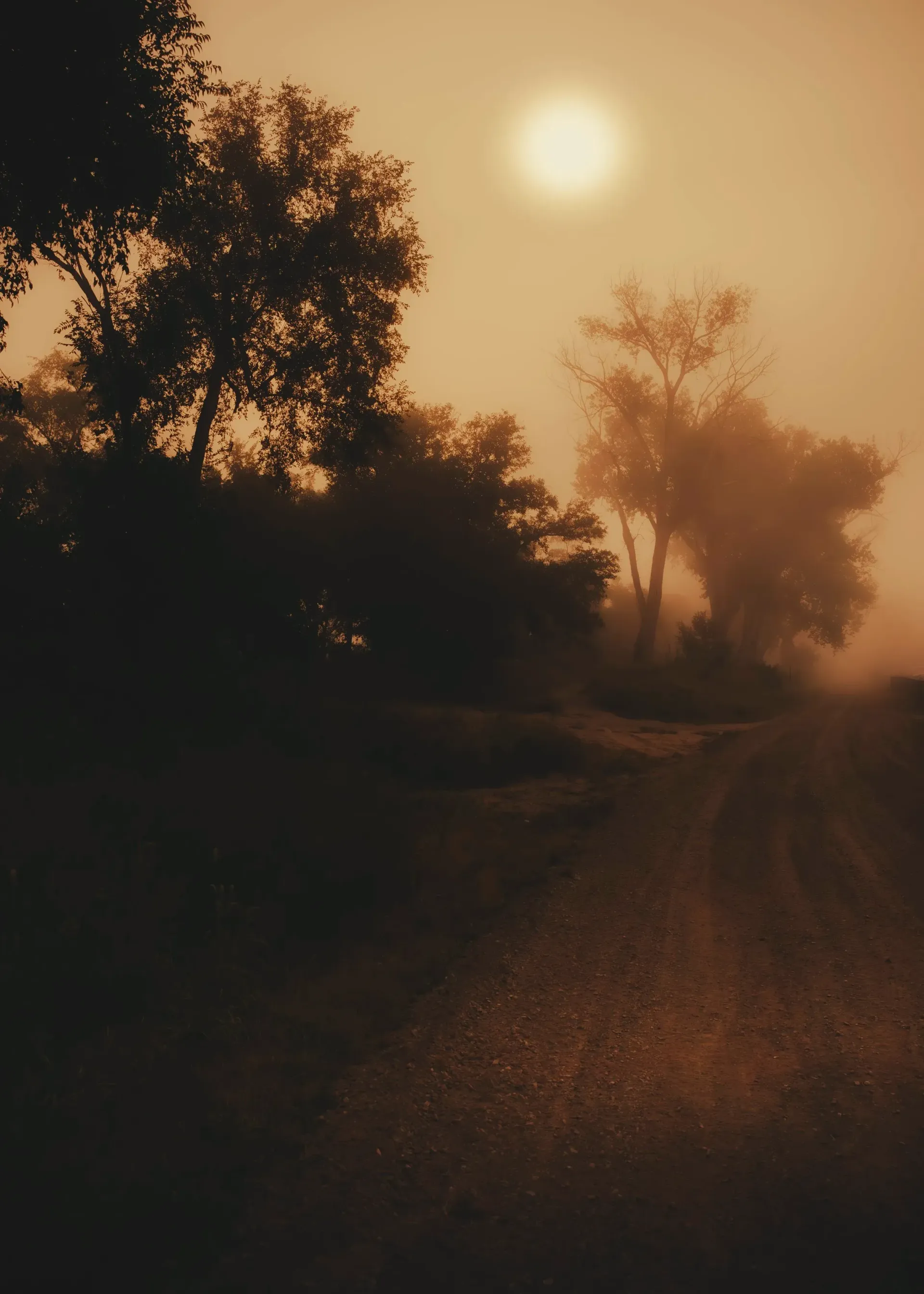 Eerie, foggy road through trees, with a hazy sun in the sepia-toned sky.