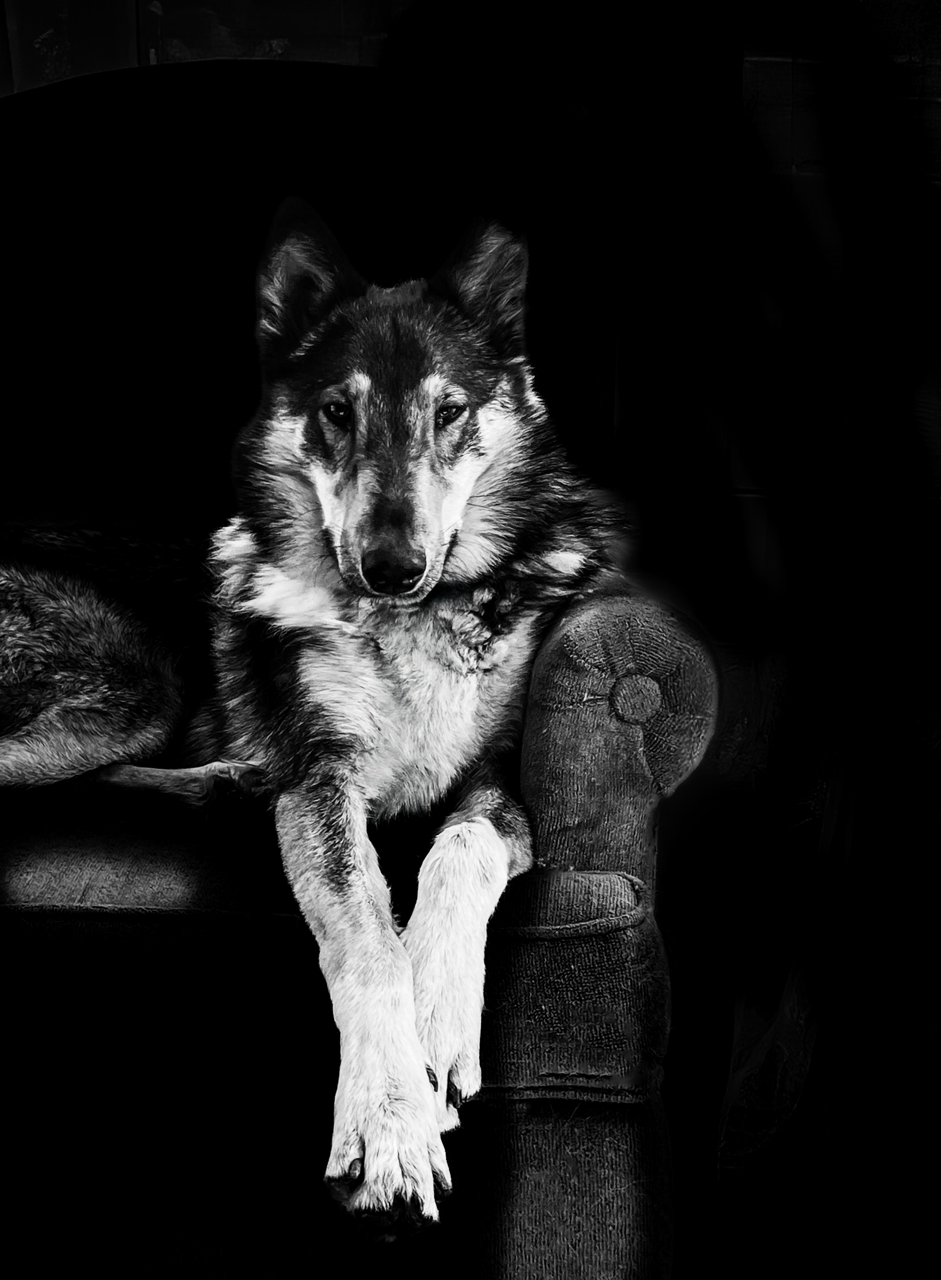 Wolf-dog with intense gaze, resting on a dark, textured surface. B&W.